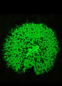 Royalty free stock footage fluorescent corals