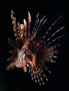 Royalty free stock footage lionfish