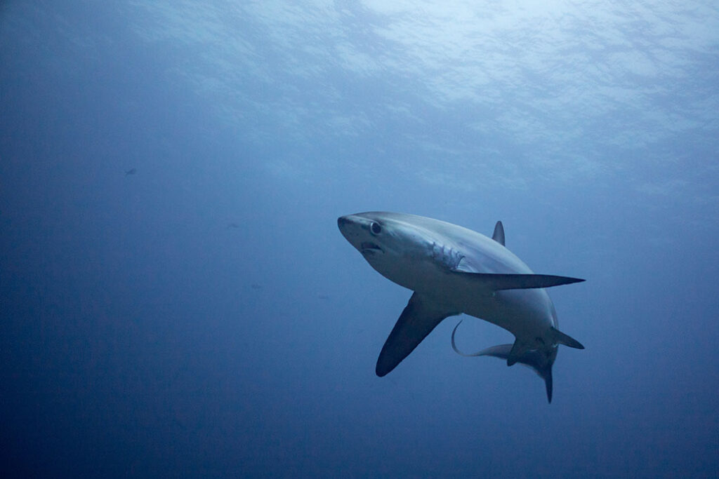 thresher sharks hunt with their tails