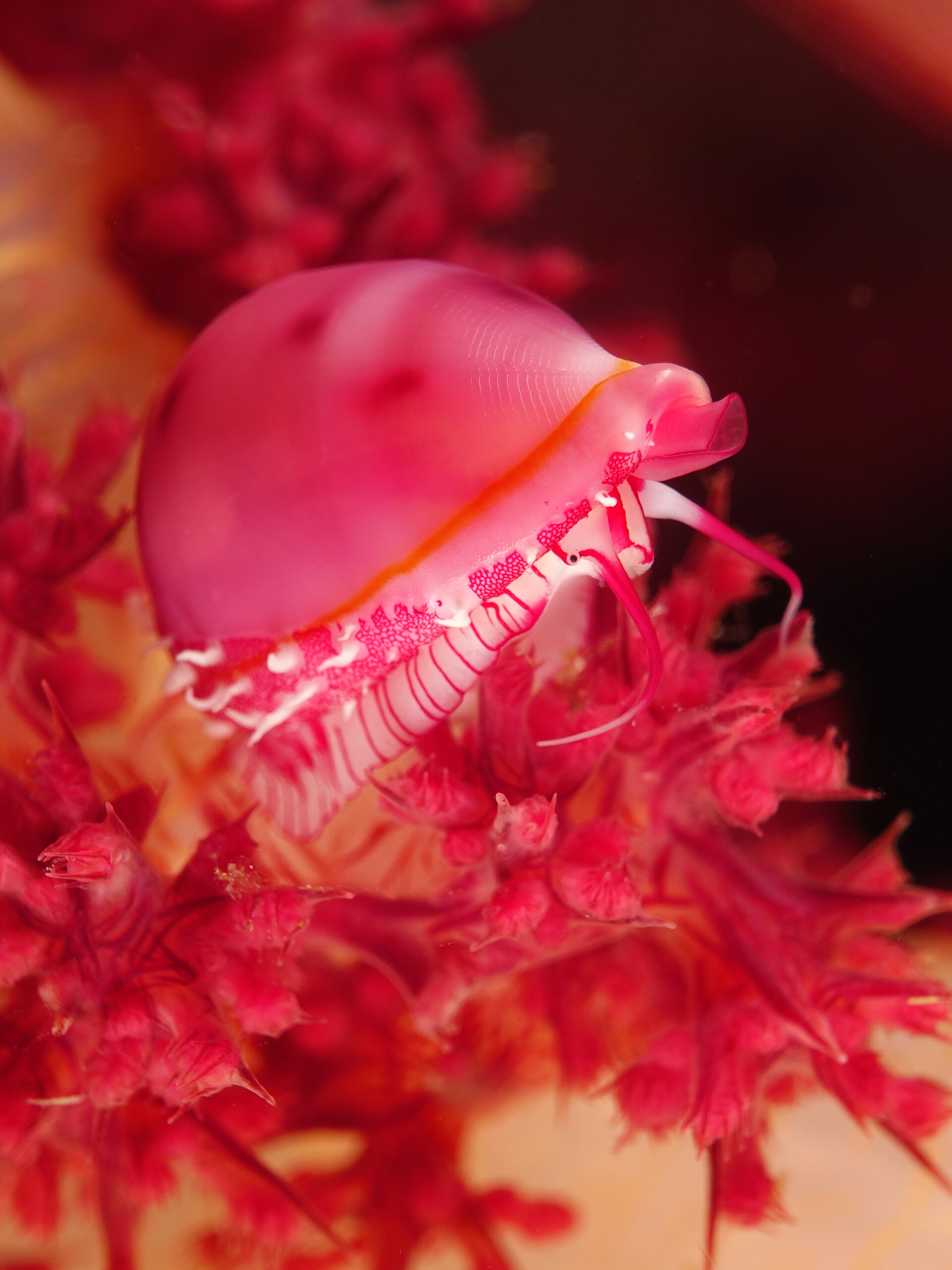 live shells underwater stock footage 4K