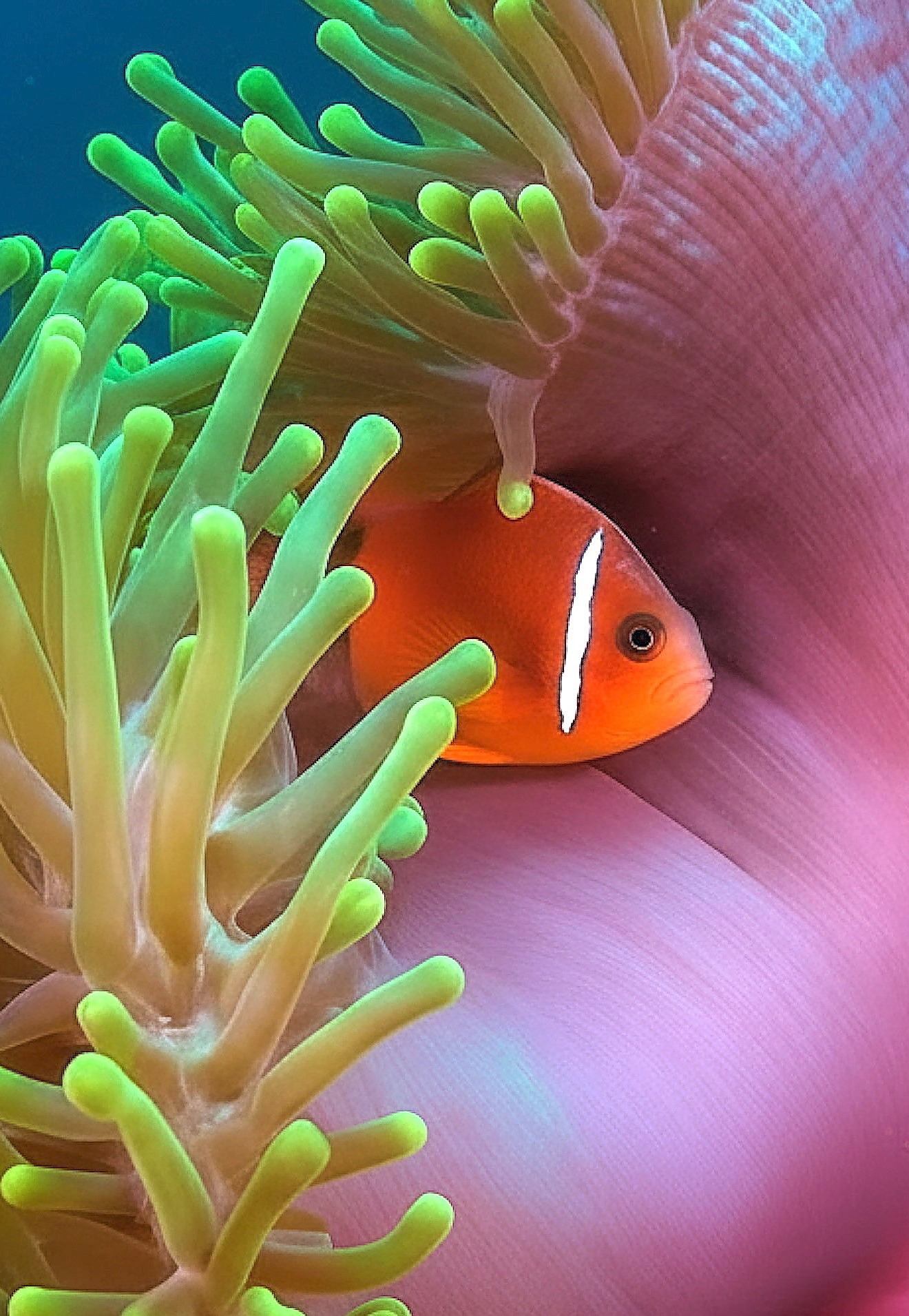 underwater stock footage of anemone fish