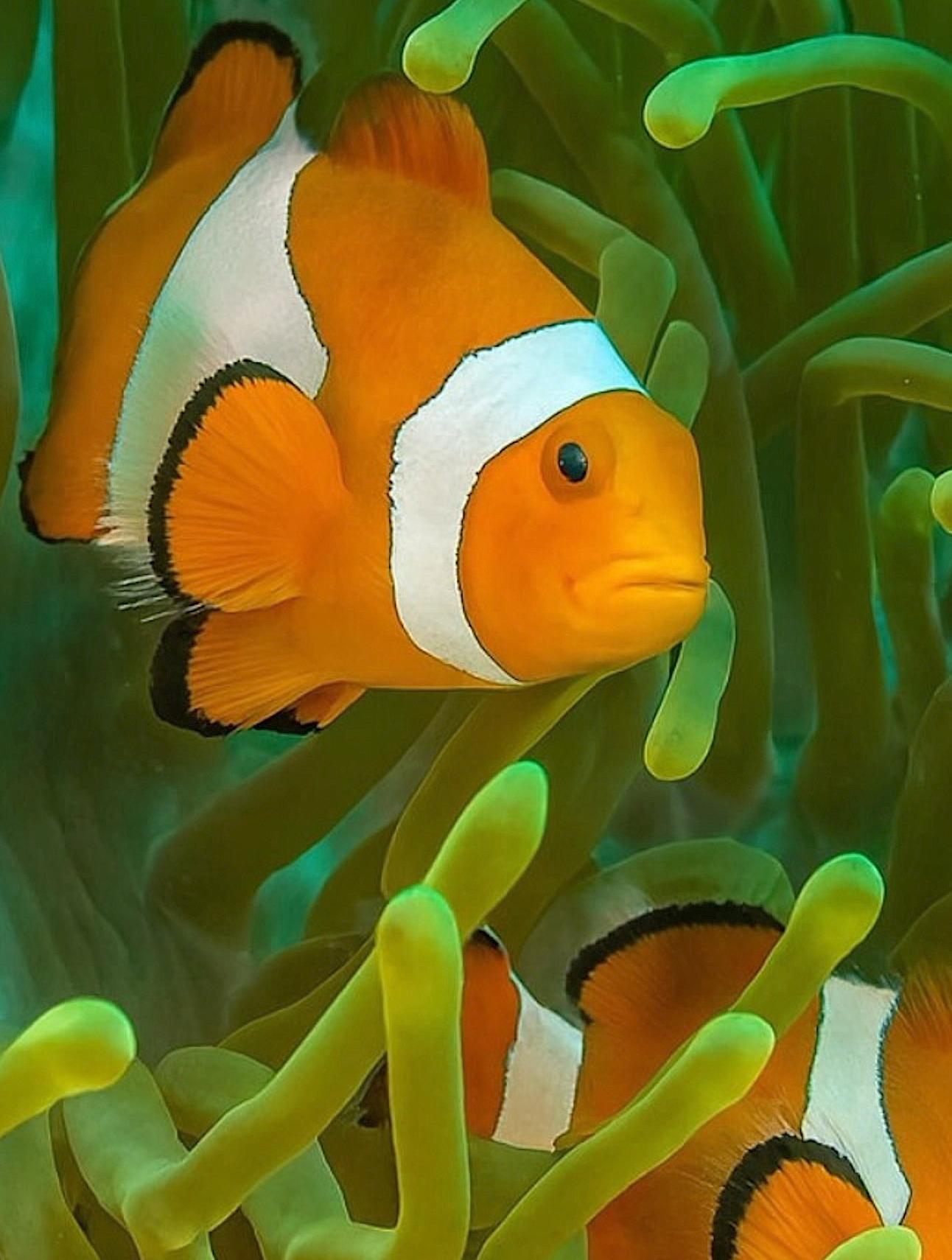 underwater films for direct download and commercial use