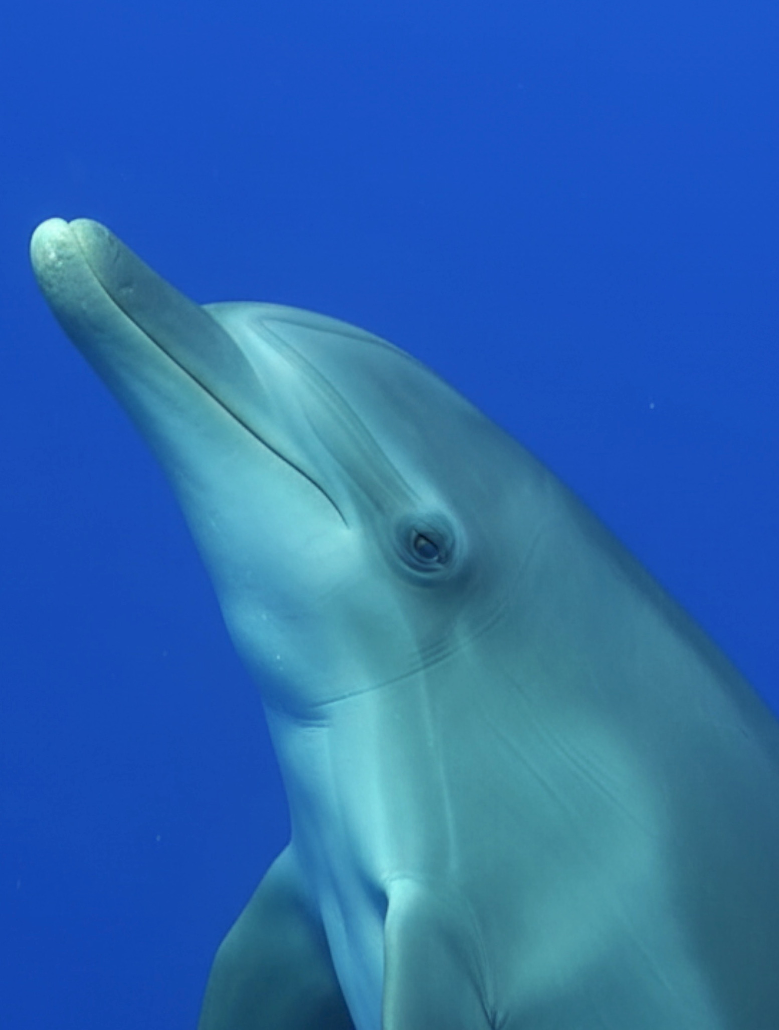 Underwater short film for commercial use with dolphins and marine life